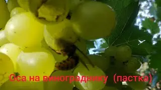 ШЕРШНІ ТА ОСИ  ЯК ВІД НИХ ПОЗБАВИТИСЬ !