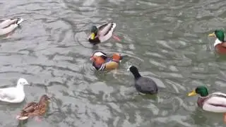 Die h&uuml;bsche Mandarinente