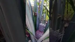 organic pineapple #pineapple #fruit #plants #trees#shortsviral#shortvideo #love #nature #gift#edms #