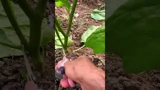 Pruning eggplants #shorts #eggplant