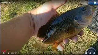 Found a Green Sunfish Only pond