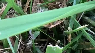 A cute little pink and yellow moth.