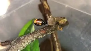 Boxer Mantis