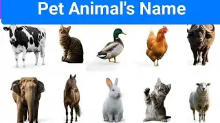 पालतू जानवरों के नाम हिंदी और इंग्लिश में || pet animals name Hindi and English||