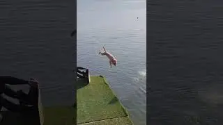 Funny Dog Falling Into Water #dogs #dog #funnydogs #fyp #foryou #pet #pets #dogslover #us