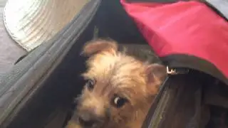 Friday the dog comes home for the first time!