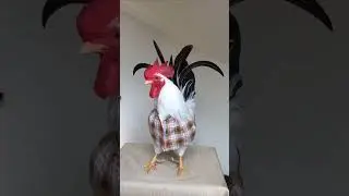 Оо який красень🔥😂 #animal #diy #farming #village #villagelife #agriculture#cow#tractor#трактор#birds