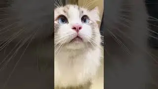 is that blue eyes? #cats #cat #catlovers #catshorts #catvideos #cute #animallovers #funny