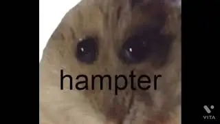 42 seconds of pure hampter extract