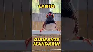 CANTO DE DIAMANTE MANDARIN  🐦🎵  #diamantemandarin #animals #finches