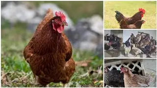 EGG PRODUCING MACHINE RIR HEN AND PURE DESI HENS AVAILABLE AT IR DESI FARM CONT:7993776631