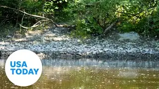 Diseases spread by mosquito bites and how you can protect yourself | USA TODAY