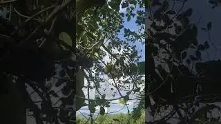 BIGGEST Fruit in the WORLD! Jackfruit