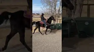 Tennessee walking horse gaiting