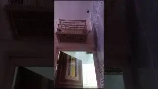 الشوك