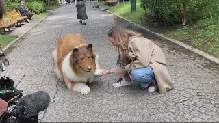 Man goes public with multi-thousand-dollar dog suit