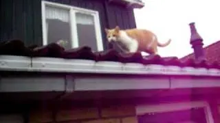 What our cat does for a cake (very humorious)