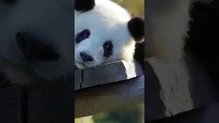 Learn Wild Zoo Animals Names | Panda
