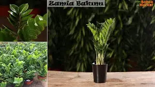 Zamia, Sonsuzluk Bitkisinin Bakımı, Zamioculcas plant care  // BAHÇE MARKET ÇİÇEK BAKIMI