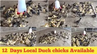 DUCK farming TEZPUR DHEKIAJULI ASSAM // DUCK FARM ASSAM ALL' ASSAM DELIVERY AVAILABLE 