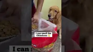 FC_Goldens | Coco helps Hooman refill new dog food Drools | Golden Retriever #shorts #puppy #cute