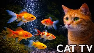 🔴 LIVE Cat TV Aquarium 🐟 Fish Tank for Cats to Watch (4K, No Music)