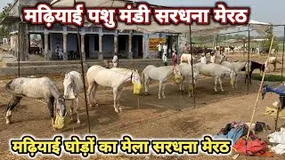 ghodo ka mela meerut | sardhana horse mandi | Madhiyai Pashu Mela | ghodo ki mandi sardhana meerut