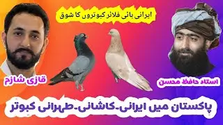 Iranian High Flyer Pigeons In Pakistan