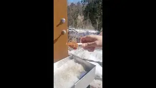 Maple Season Magic: Maple Taffy on Snow in Canada