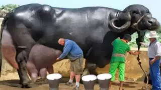 जाफराबादी भैंस पालकर कमाएं लाखों का मुनाफा || Highest Milk Yielding Breed Of Buffalo