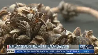 Eradication of highly invasive species from Texas lake called a &lsquo;unique success story&rsquo;