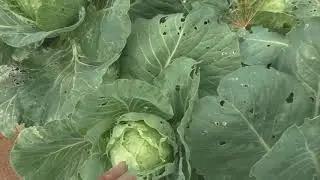 Огород и парник 5 августа 2018