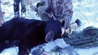 Black bear in Michigan tranquilized by wildlife biologists