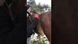 Winter Horse Care