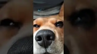 Жара            #бигль #собака #жара #dog #hots #sleep