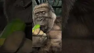 Hulk monkey transformation💀