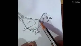 Simple bird drawing ❤️❤️#bird#video