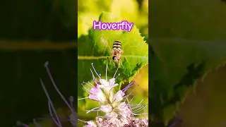 Hoverfly hunting for nectar #naturevideo #macrovideo