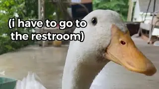 Embarrassing Duck Moment