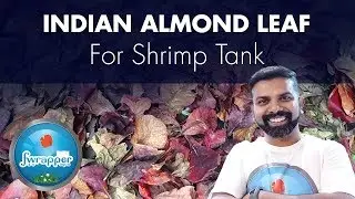 Indian Almond Leaf For Shrimp Tank