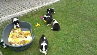 Border collie puppies 5 weeks old :-)