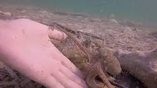 Octopus Egbert is checking out thumb