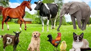 Farm Animal Universe: Dog, Cow, Cat, Sheep, Chicken, Horse &mdash; Fun Sound Compilation