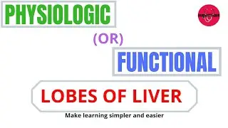 FUNCTIONAL OR PHYSIOLOGICAL LOBE OF LIVER