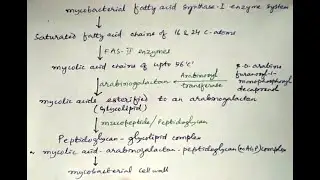 Mycobacterial cell wall synthesis #cellwall #cell #pharmacology