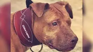R.I.P. Chico Lopez's Grand Champion Siega The Great
