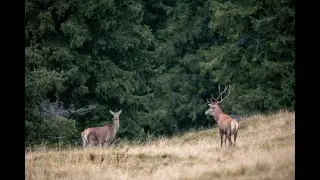 Red deer rutting 2021 - Boncanit 2021