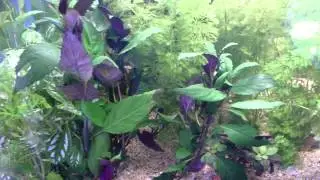 Tips for getting new Discus fish to eat!
