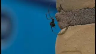 Advanced Pest Control 2017 Ad