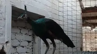 Green Jawa Peacocks (Marwat )